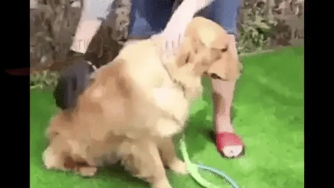 Guante Mágico para Mascotas